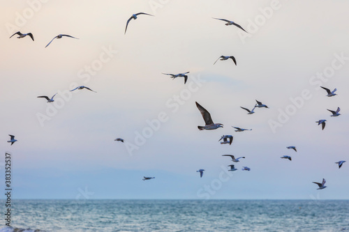 A flock of seagulls and cormorants over the sea