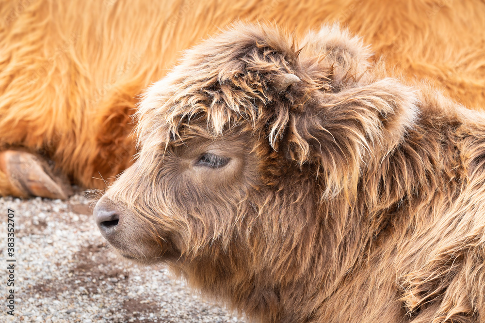 Two Highland Cows at Churchill Island Heritage Farm, Phillip Island, Victoria, Australia