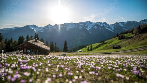 Alpine meadow with wooden huts and flowers during the sunset. Timelapse in the Italian Alps - Südtirol photo