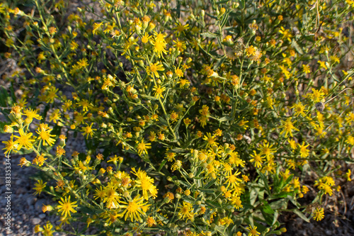 Flores silvestres amarillas en otoño