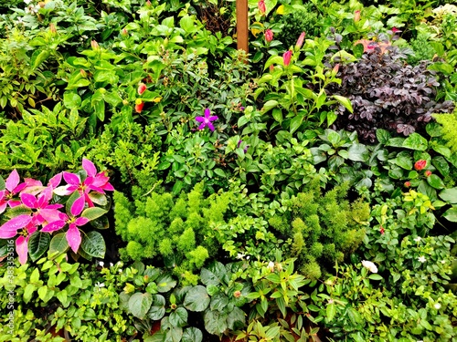 Beautiful small flower and important commercial plants in a Nursery for sale