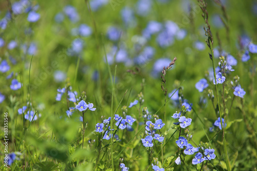 Blue flowers bird's-eye speedwell. Veronica chamaedrys.