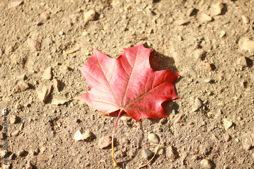 red autumn maple leaf on the land red autumn maple leaf on the land