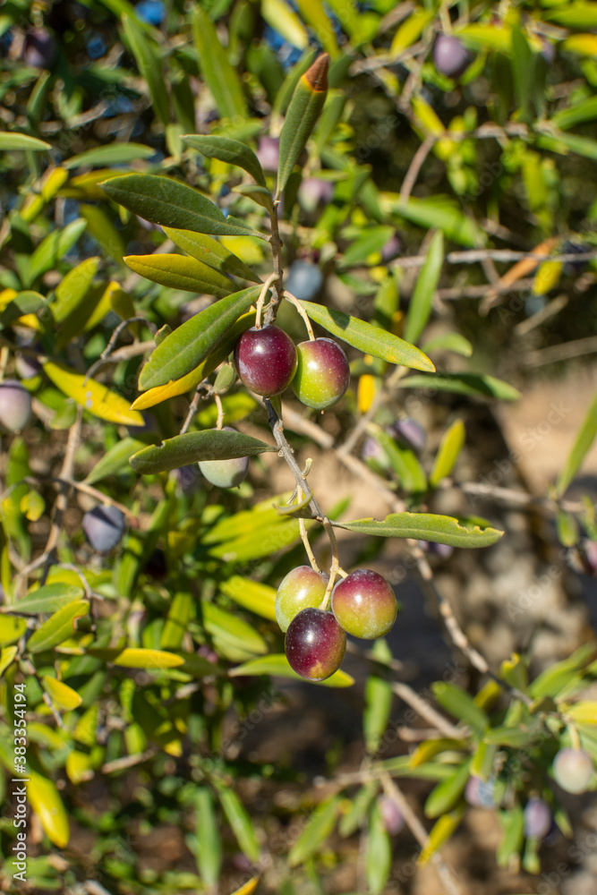 Aceitunas en el olivar en otoño Aceitunas en el olivar en otoño