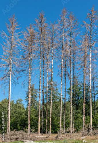 Vertical photo of dead spruce trees standing before green trees in a forest on a sunny summer day.