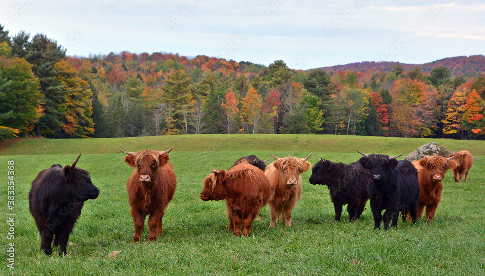Highland cattle are a Scottish breed of cattle with long horns and long ...