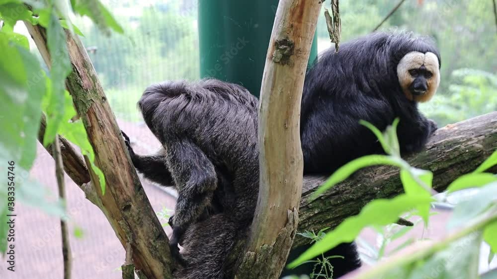 The White-Faced Saki (Pithecia Pithecia), called the Guianan and the