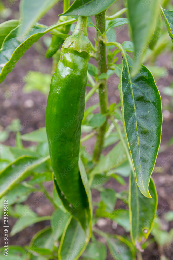 Green delicious sweet pepper grows in the garden in the summer Green delicious sweet pepper grows in the garden in the summer