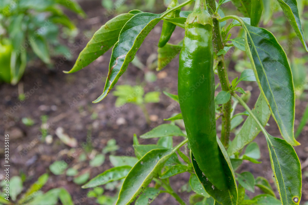 Green delicious sweet pepper grows in the garden in the summer Green delicious sweet pepper grows in the garden in the summer