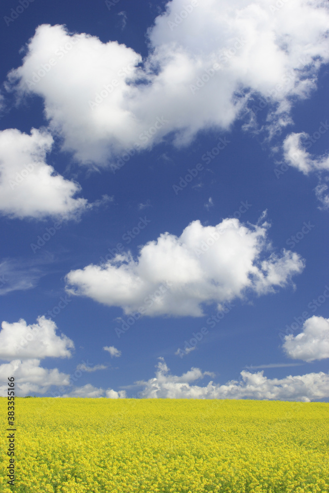 菜の花畑と雲 菜の花畑と雲
