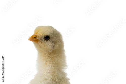 Young fluffy yellow Easter Baby Chicken head standing Against White Background