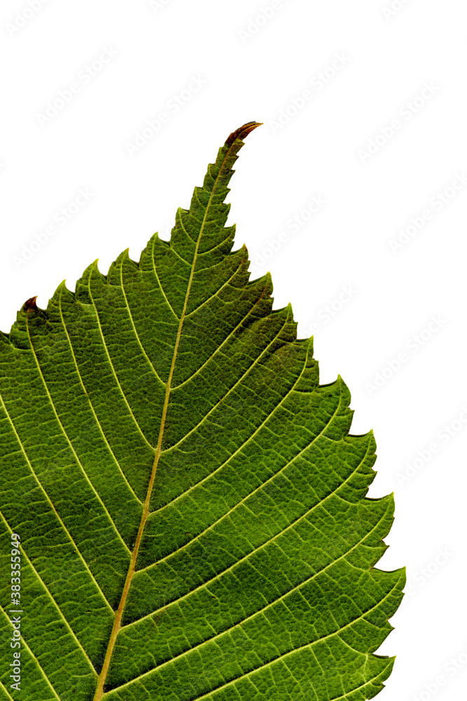 Jagged edge of textured green leaf. Macro. Close-up. Jagged edge of textured green leaf. Macro. Close-up.