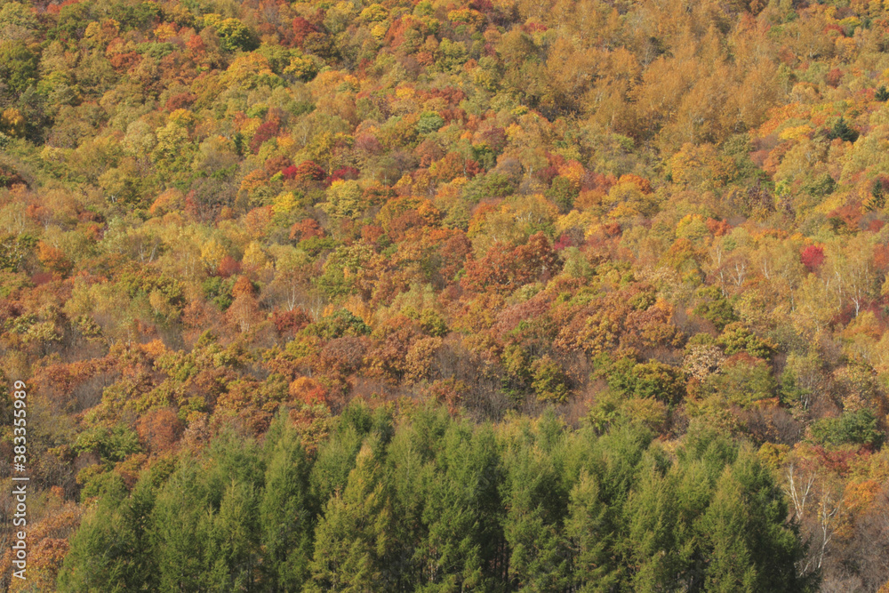 紅葉樹林 紅葉樹林