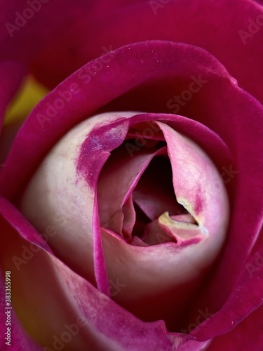 Macro photography of the rose petals.