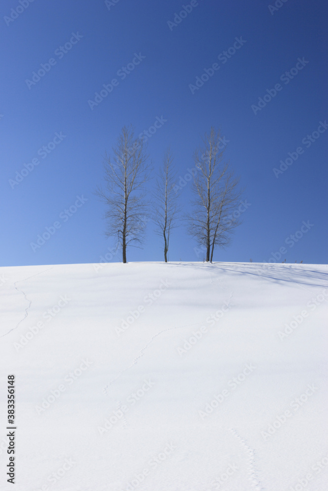雪景と並木 雪景と並木