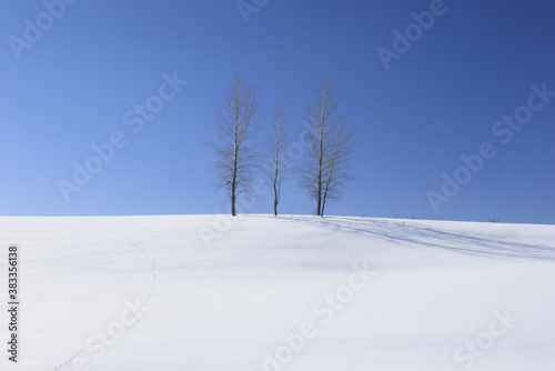 雪景と並木