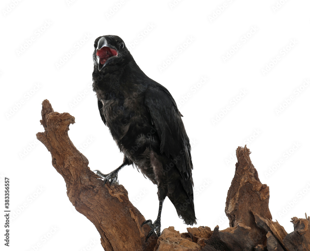 Fototapeta premium Beautiful common raven perched on wood against white background