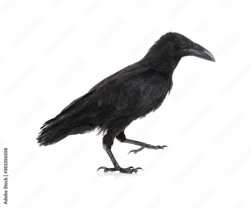 Fototapeta premium Beautiful black common raven on white background