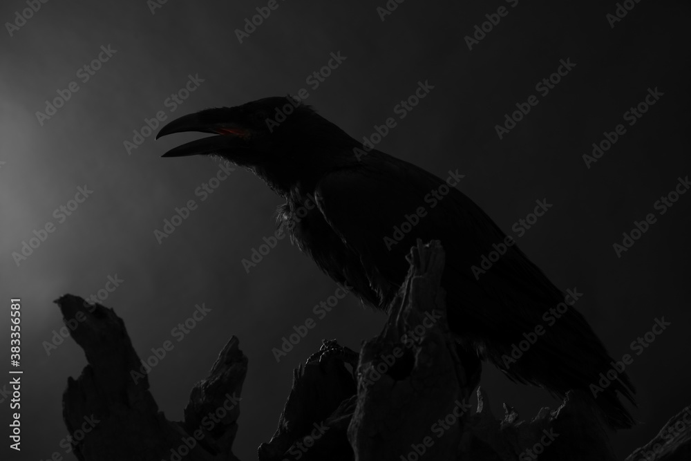 Fototapeta premium Silhouette of raven perched on wood against dark background