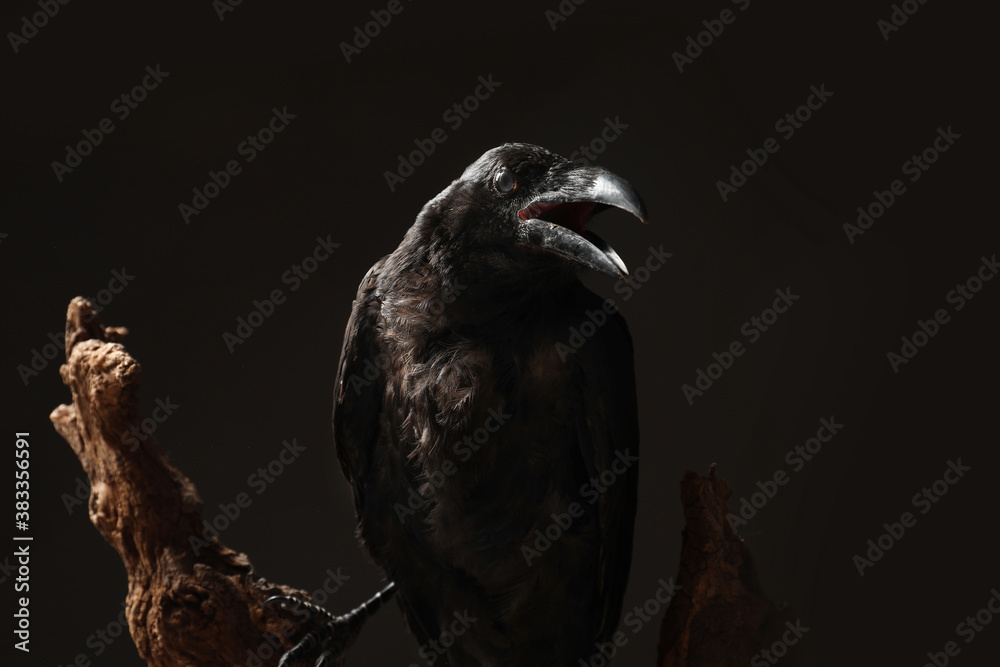Fototapeta premium Beautiful common raven perched on wood against dark background