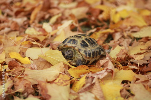 turtle hiding on the autumn leaves