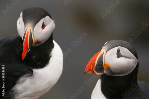 Beautiful puffins from iceland cliffs