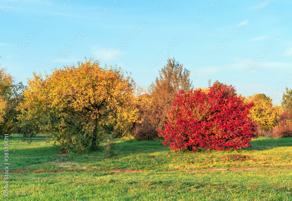 Autumn trees with yellow and red foliage on a sunset background.