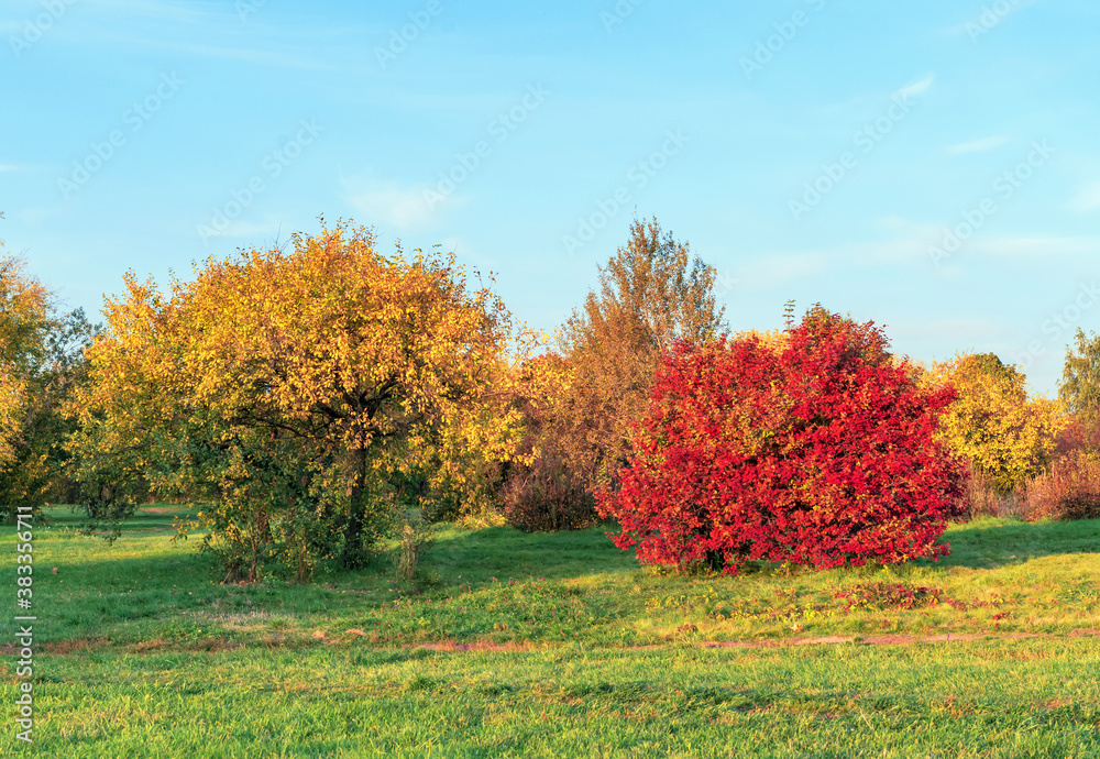 Autumn trees with yellow and red foliage on a sunset background. Autumn trees with yellow and red foliage on a sunset background.