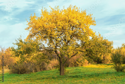 Tree with yellow foliage against the background of the blue sky.