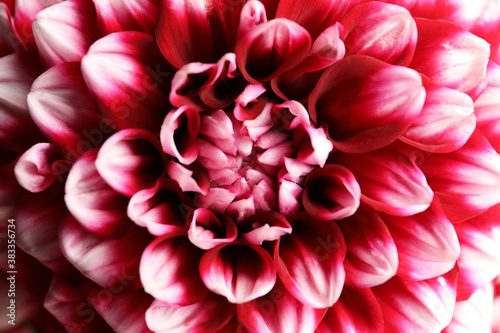 Beautiful red and white dahlia flower as background, closeup