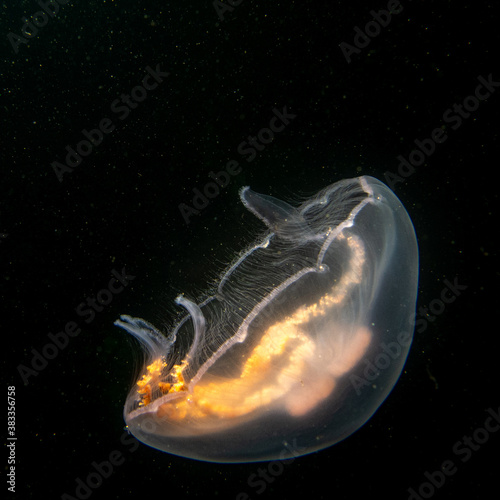 An amazing Jellyfish appears like glowing of fire in cold black ocean water. Picture from The Sound, Malmo, southern Sweden