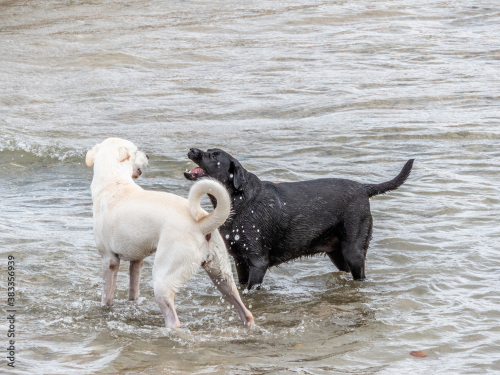 Bataille de chiens en bord de mer Bataille de chiens en bord de mer