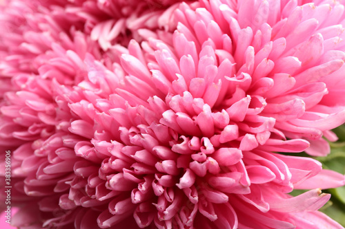 Beautiful pink aster as background, closeup. Autumn flower