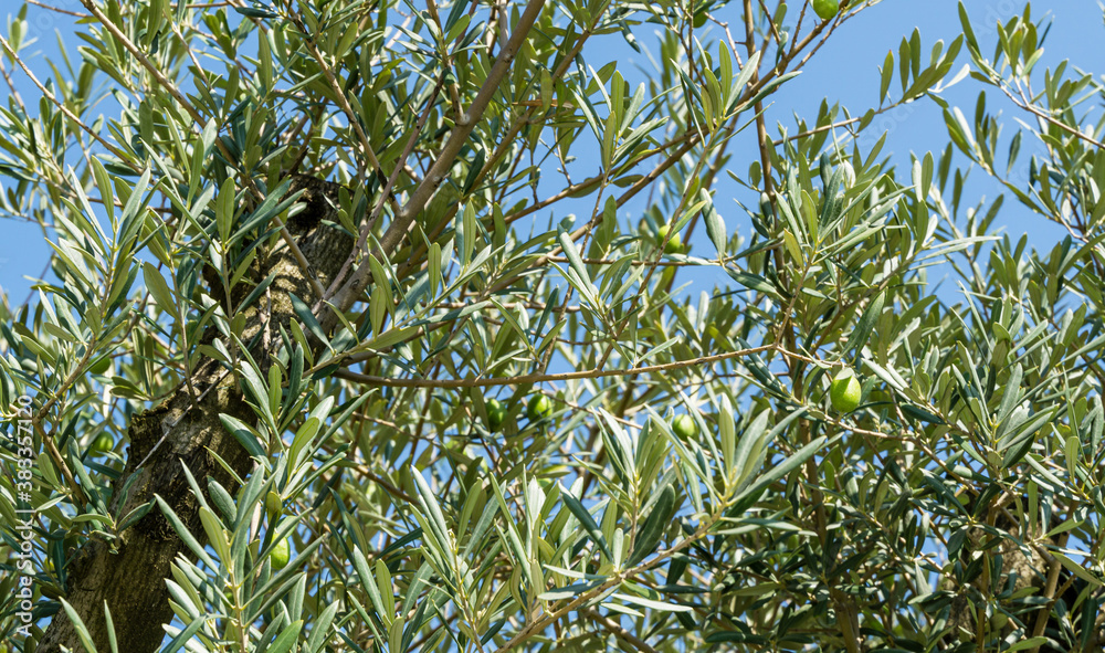 Close-up beautiful green olives on branches olive trees (Olea europaea) in city park Krasnodar. Public landscape 'Galitsky park' for relaxation and walking in sunny September 2020. Close-up beautiful green olives on branches olive trees (Olea europaea) in city park Krasnodar. Public landscape 'Galitsky park' for relaxation and walking in sunny September 2020.