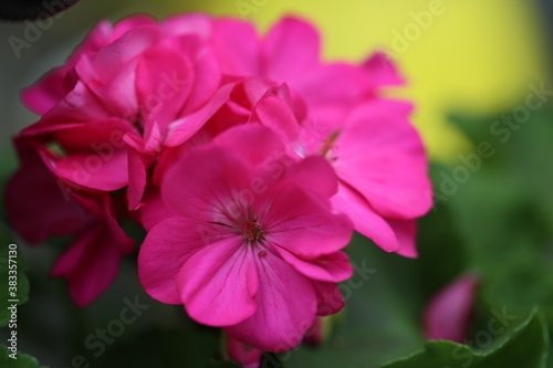 A close up of a beautiful pink geranium.