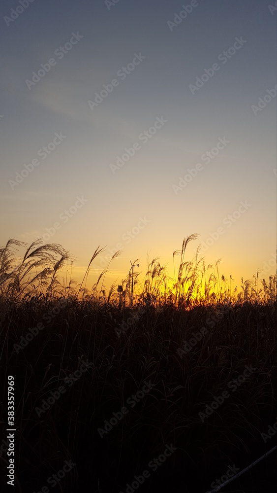 sunrise in the silver grass field