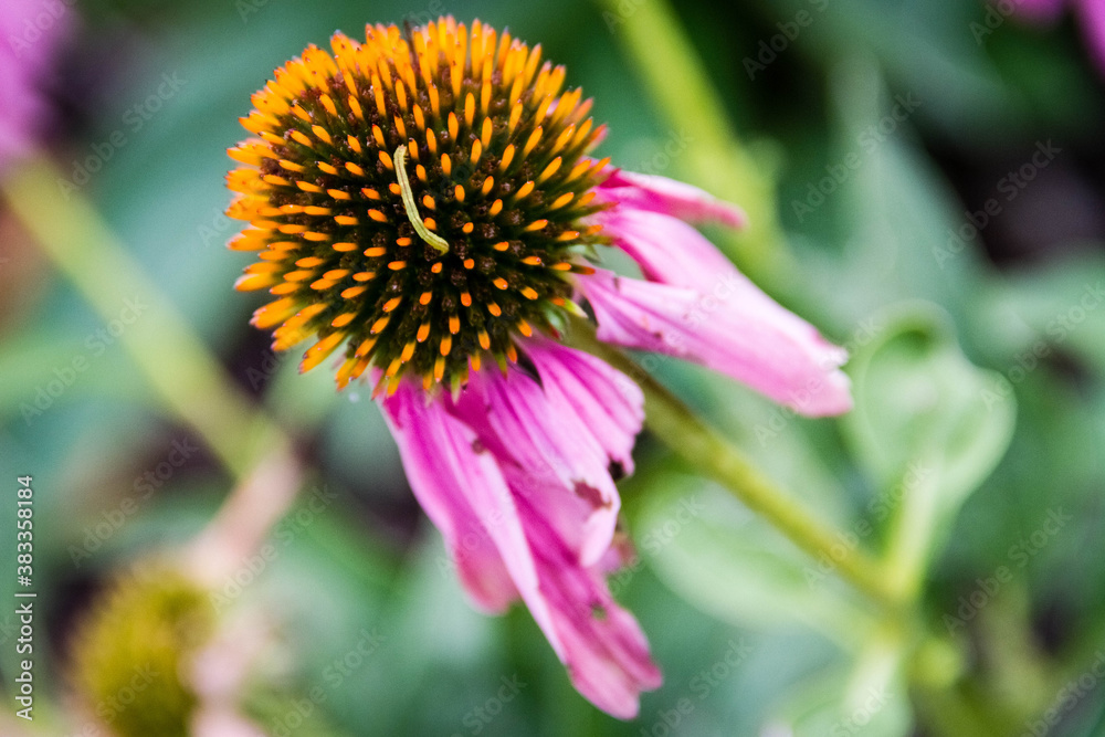 worm on a cone flower worm on a cone flower