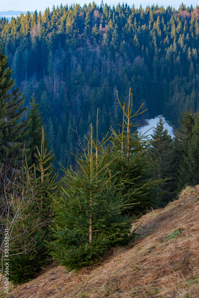 Early winter pine trees. Vertical composition.