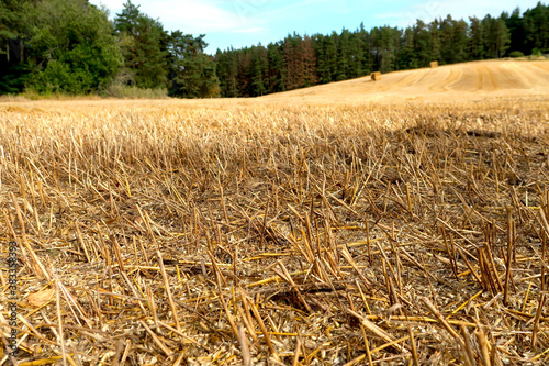 Harvested late summer grain field with hay packs near Slavonice, Czech Republic, bohemian region photo