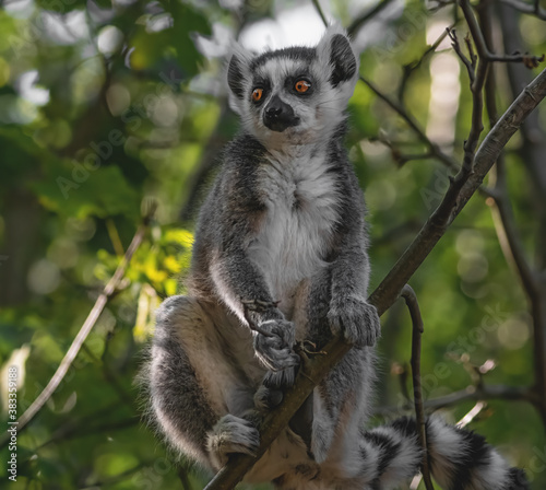 Katta im Baum