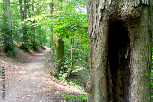 Nature path with hallow tree trunk in the front