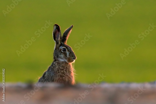Fototapeta Close-up portrait brown hare in strong backlight