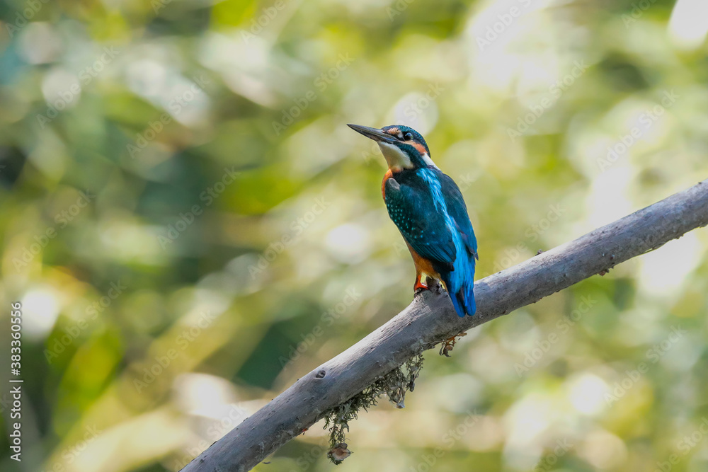 Close-up portrait of kingfisher lurking on a twig, against a background of a green bushes. Flying jewel Common kingfisher, Alcedo atthis Close-up portrait of kingfisher lurking on a twig, against a background of a green bushes. Flying jewel Common kingfisher, Alcedo atthis