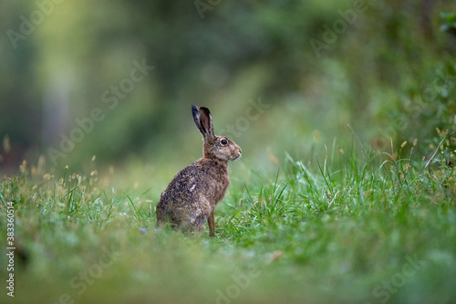 Wild rabbit sitting on meadow © Budimir Jevtic