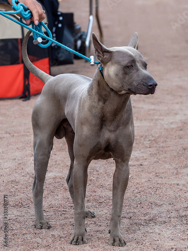 grey Thai Ridgeback dog stay on his head