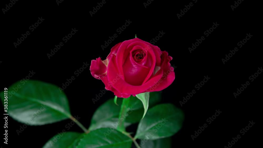 Timelapse of Red Rose Growing Blossom From Bud to Big Flower on Green Leaves and Black Background. Withering Flower Timelapse of Red Rose Growing Blossom From Bud to Big Flower on Green Leaves and Black Background. Withering Flower