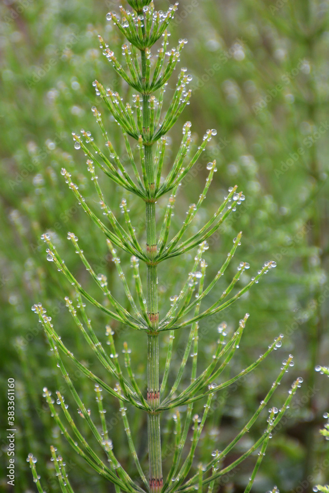 Horsetail field (Equisetum arvense) grows in the wild. Horsetail field (Equisetum arvense) grows in the wild.