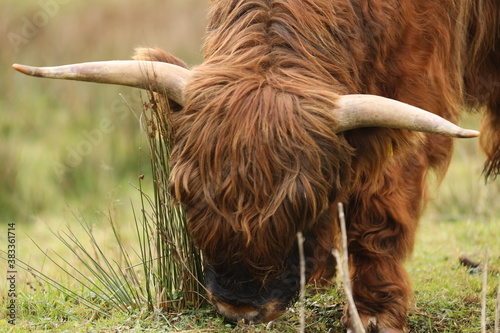Head of a Scottish highlander. Staatsbossen in Sint Anthonis. Cow is grazing. St Anthonisbos, Noord Brabant, Land van Cuijk, The Netherlands, Europe. photo