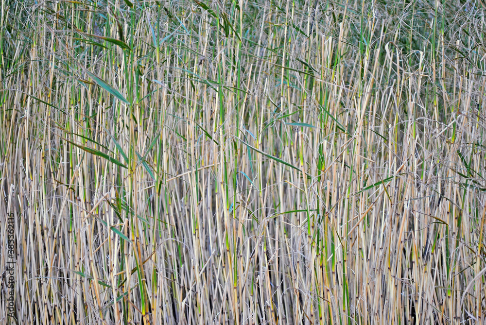Obraz premium Thickets of grass in the coastal area of the lake