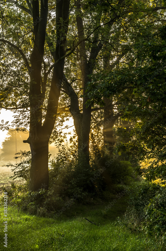 Naklejka premium Morning sun rays in the forest